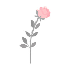 pink rose flower isolated on transparency background