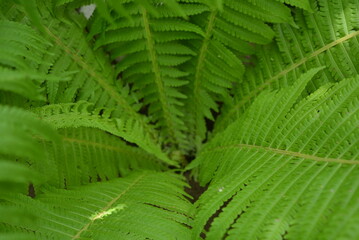 Large idiosyncratic creative green fern bush leaves, green foliage background. Unusual leaves of a fern with an interesting and mysterious lighting of the sun. Natural green forest fabulous background