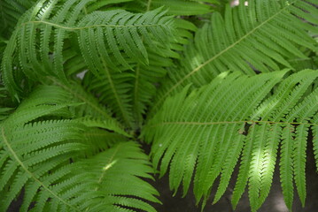 Large idiosyncratic creative green fern bush leaves, green foliage background. Unusual leaves of a fern with an interesting and mysterious lighting of the sun. Natural green forest fabulous background