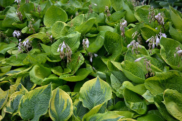 Dense thickets of variegated hosta