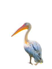 white pelican Png