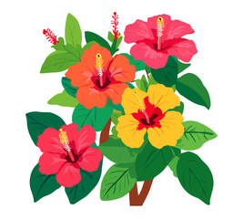 hibiscus flower isolated on white