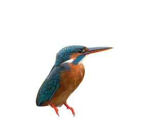 Kingfisher Png - obrazy, fototapety, plakaty