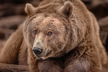 Fototapeta premium Close-up of a brown bear resting on some rocks.