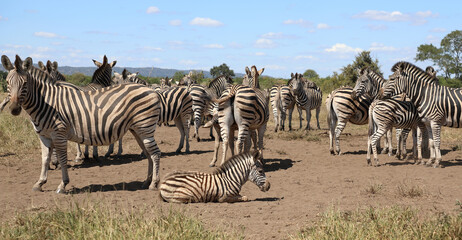 Steppenzebra / Burchell's zebra / Equus quagga burchellii.