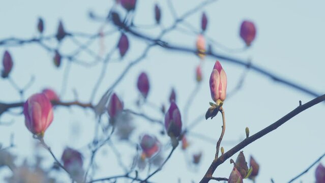 Pink Magnolia Flowers On A Blue Sky Background. Beautiful Flowers. Beautifully Blooming Pink Magnolia.