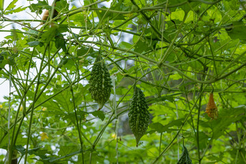 Green bitter melon or Bitter gourd.  Bitter gourd hanging from a tree on a vegetable farm in...