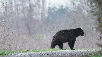 Black Bear Jumps Out Onto A Trail