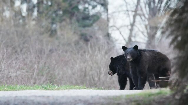Two Black Bears Standing On A Trail