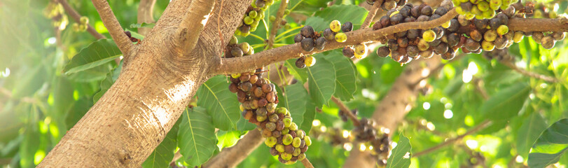 Panorama large branch load of ripen and green heirloom Asian cluster fig or Ficus racemosa, red...