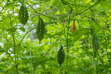 Green bitter melon or Bitter gourd.  Bitter gourd hanging from a tree on a vegetable farm in...