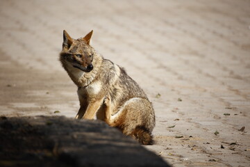 Fototapeta premium Golden jackals in Keoladeo National Park India