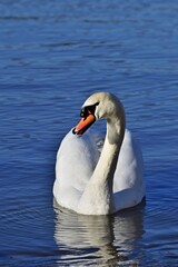 Höckerschwan (Cygnus olor) Nähe Hainburg, vertikal