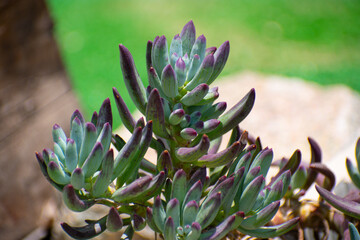 close up of a succulent