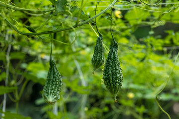 Fresh green Bitter melon hanging on the garden in Bangladesh. Close-up and Shallow depth of field view