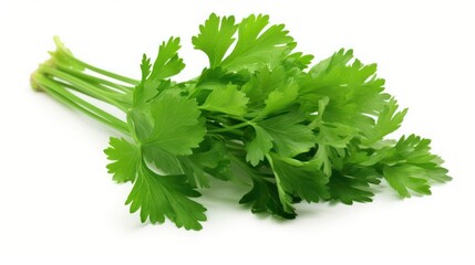 bunch of fresh parsley on white background