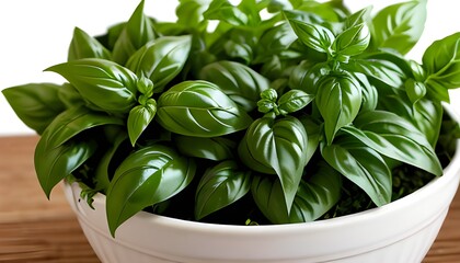 basil plant in a pot with beautiful leaves