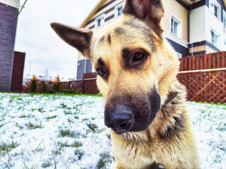Dog German Shepherd in village or city in a winter day and white snow around. Waiting eastern...
