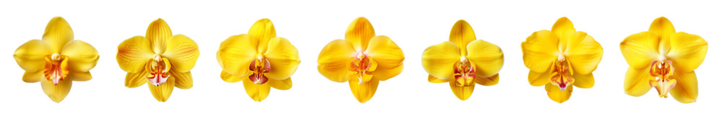Collection of yellow orchid flowers on a transparent background, PNG, top view