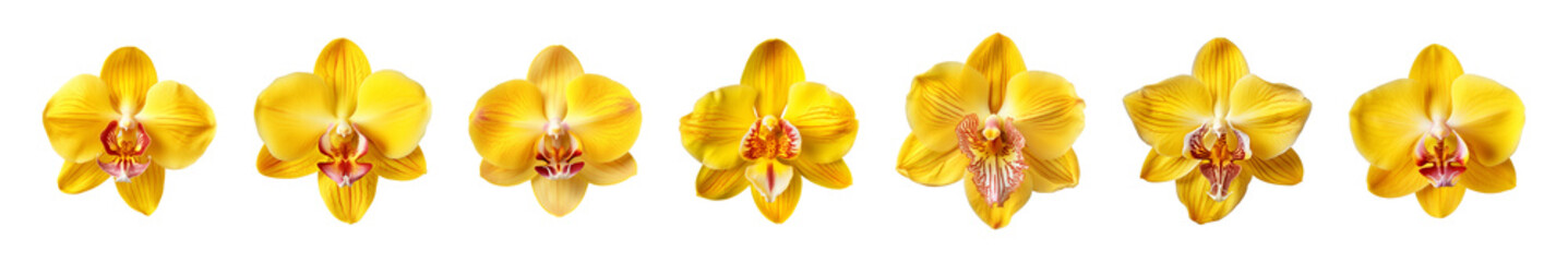 Fototapeta premium Collection of yellow orchid flowers on a transparent background, PNG, top view