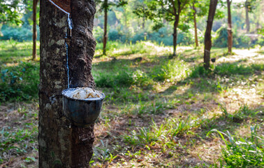 Natural latex from rubber tree in plantation forest,The natural latex flows into the rubber bowl.