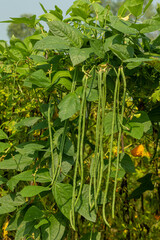 Yard long beans in the garden and green leaf background, Bangladesh
