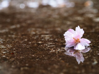 Fototapeta na wymiar 雨の日　水たまりと桜の花