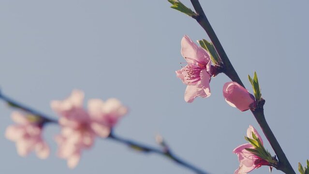 Beautiful Orchard. Spring Background With Pink Flowers. Floral Background. Sunny Day In Springtime.