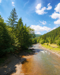 Fototapeta na wymiar carpathian countryside scenery with river on a sunny day in summer. trees along the rocky shore and forest on the hill. mountainous landscape of ukraine beneath a blue sky with fluffy clouds