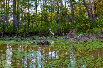 Graceful snowy Heron