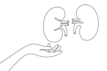 Hand. Kidneys. Human organ
