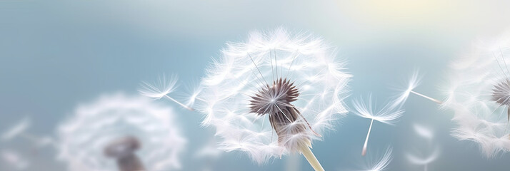 white dandelion on a white background,The simplicity and purity of the ethereal and tranquil essence of this charming botanical condolence, grieving card, loss, funerals, support - obrazy, fototapety, plakaty