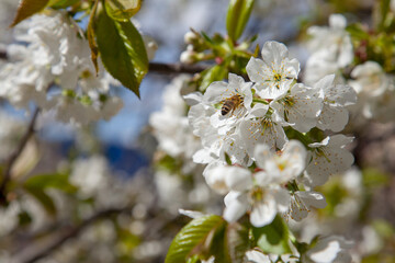 Close up view of working honeybee on white flower of sweet cherry tree. Collecting pollen and nectar to make sweet honey.
