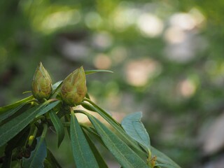 シャクナゲ　つぼみ