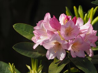 花木　西洋シャクナゲ