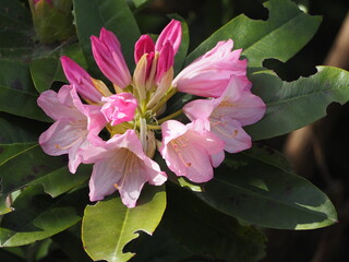花木　西洋シャクナゲ