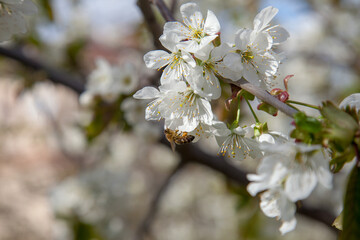 Close up view of working honeybee on white flower of sweet cherry tree. Collecting pollen and nectar to make sweet honey.