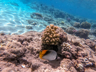 Naklejka na ściany i meble Threadfin butterflyfish (Chaetodon auriga) at the Red Sea coral reef..