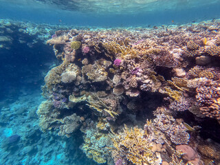 Naklejka na ściany i meble Underwater life of reef with corals and tropical fish. Coral Reef at the Red Sea, Egypt.