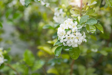 Close up Beautiful white orange jasmine (Murraya paniculata) flowers blooming