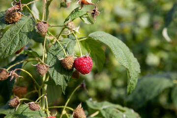 Ripe and unripe raspberry in the fruit garden. Growing natural bush of raspberry. Branch of raspberry in sunlight..