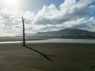 Driftwood poking out of the sand. Whatipu Beach,  Auckland, New Zealand.