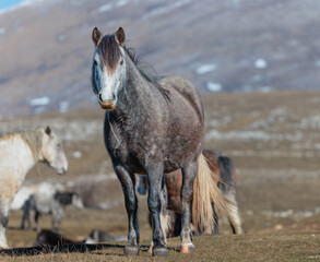 Obraz premium Wild horses from the mountains of Livno, Bosnia
