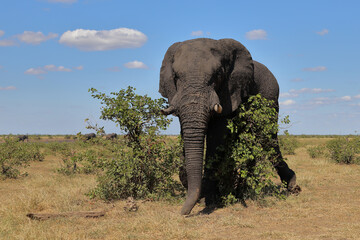 Afrikanischer Elefant / African elephant / Loxodonta africana