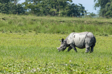 Great indian rhinoceros grazing in Kaziranga National Park,UNESCO world heritage site, assam, India, Asia