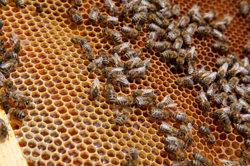 Working bee on the honeycomb with sweet honey..