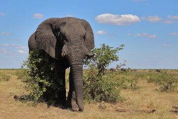 Afrikanischer Elefant / African elephant / Loxodonta africana