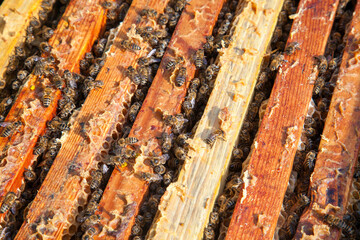 Open hive showing the bees swarming on a honeycomb..