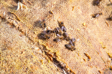 Bees swarming on vintage textile background..