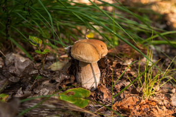 Boletus mushroom in the wild. Porcini mushroom grows on the forest floor at autumn season..